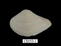 藏品(厚蛤)的圖片